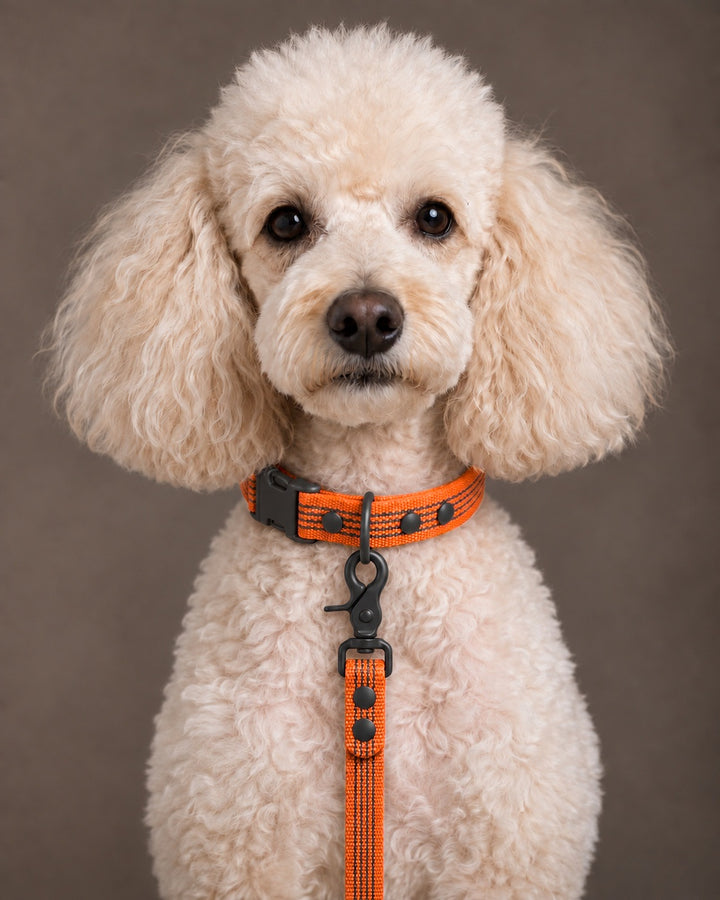 Leash BASIC, Orange / Black, an einem Hund