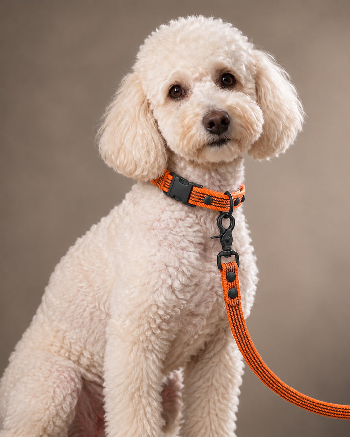 Leash BASIC, Orange / Black, an einem Hund