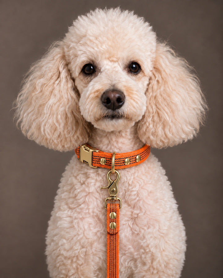 Leash BASIC, Orange / Brass, an einem Hund