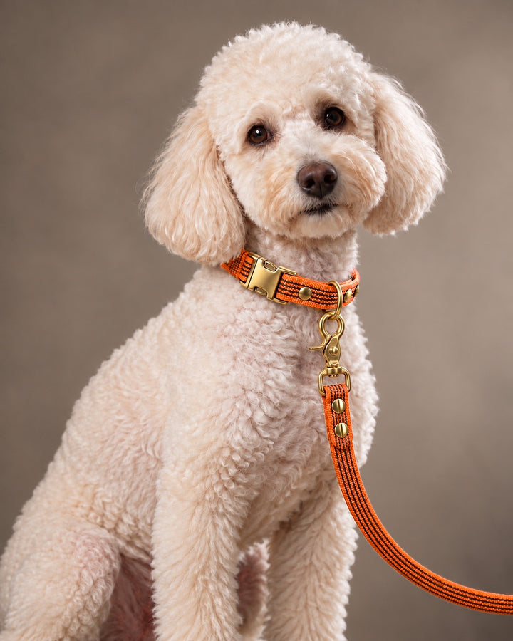 Leash BASIC, Orange / Brass, an einem Hund