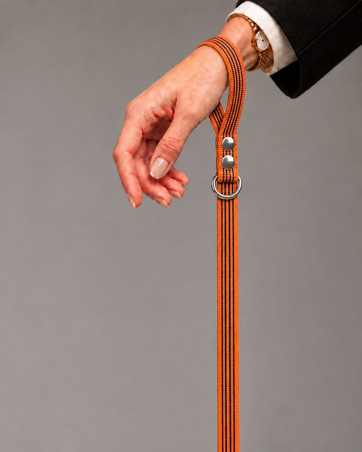 Leash BASIC, Orange / Silver, an einem Hund