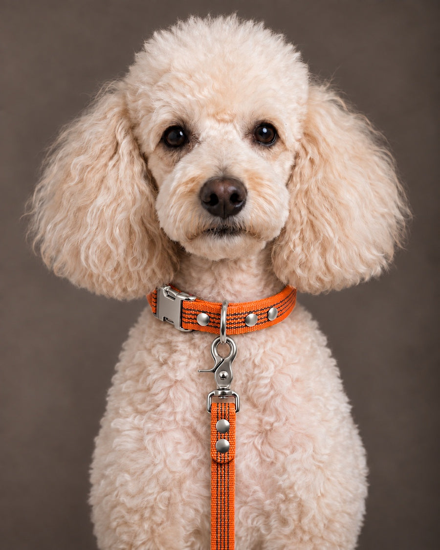 Leash BASIC, Orange / Silver, on a dog