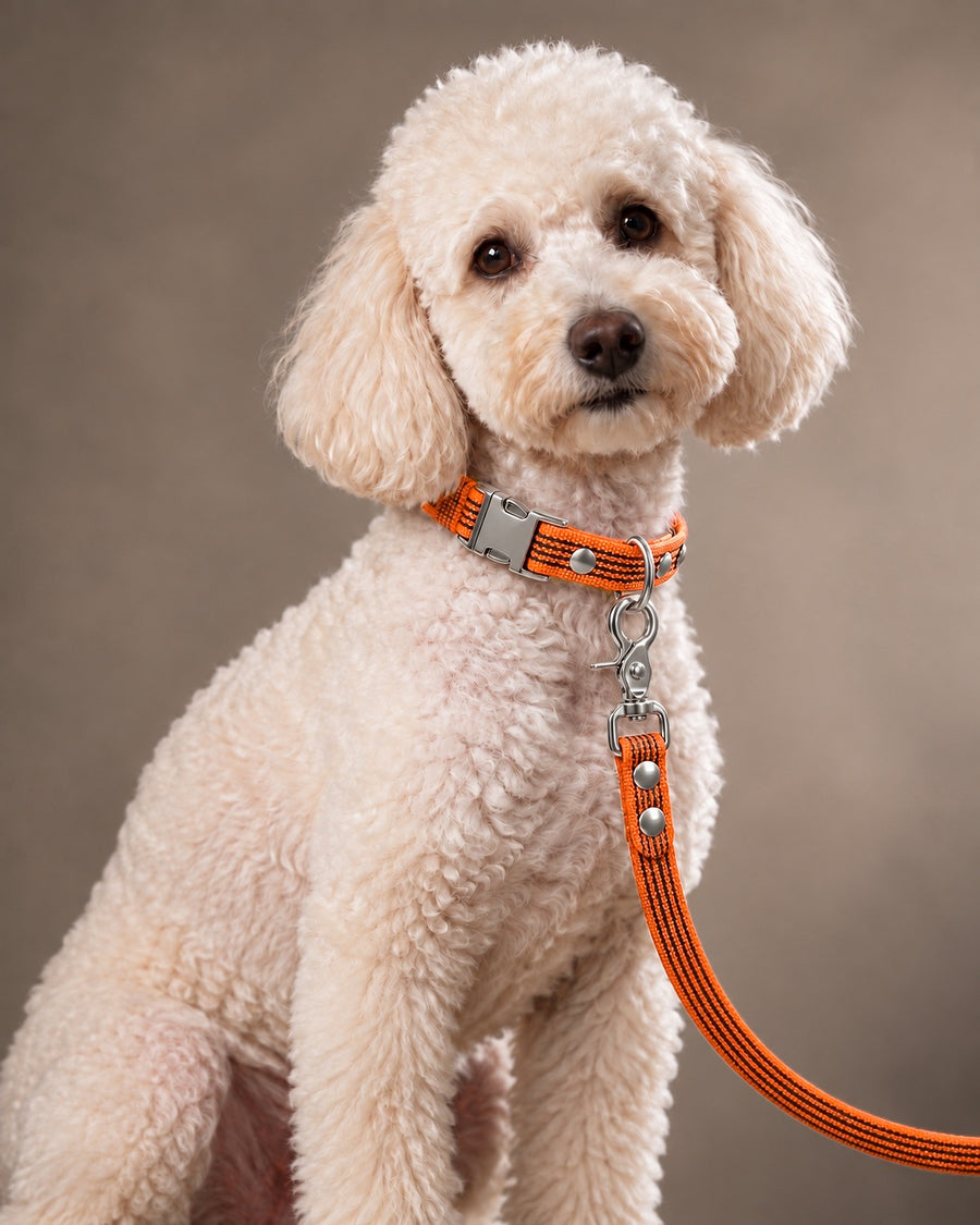 Leash BASIC, Orange / Silver, on a dog