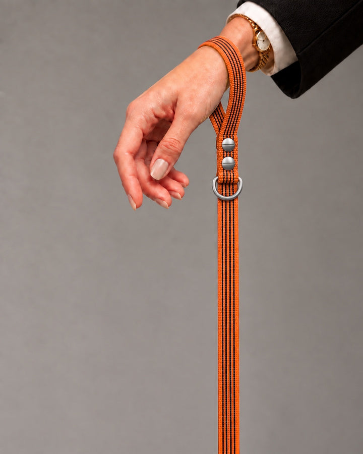 Leash BASIC, Orange / Stainless Steel, an einem Hund