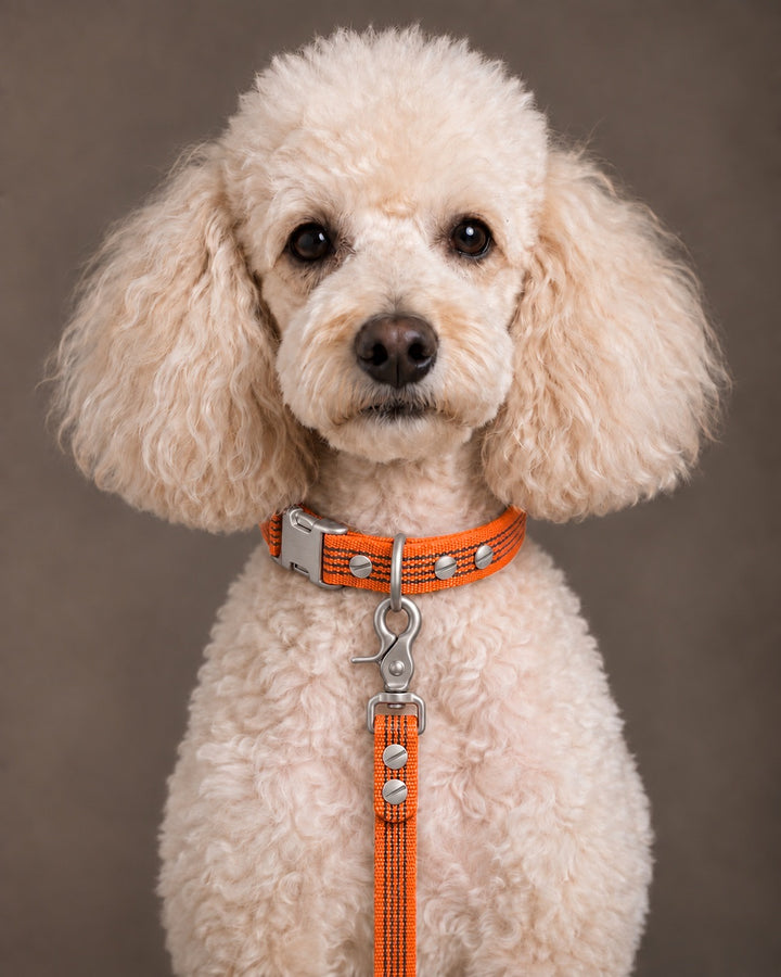 Leash BASIC, Orange / Stainless Steel, an einem Hund