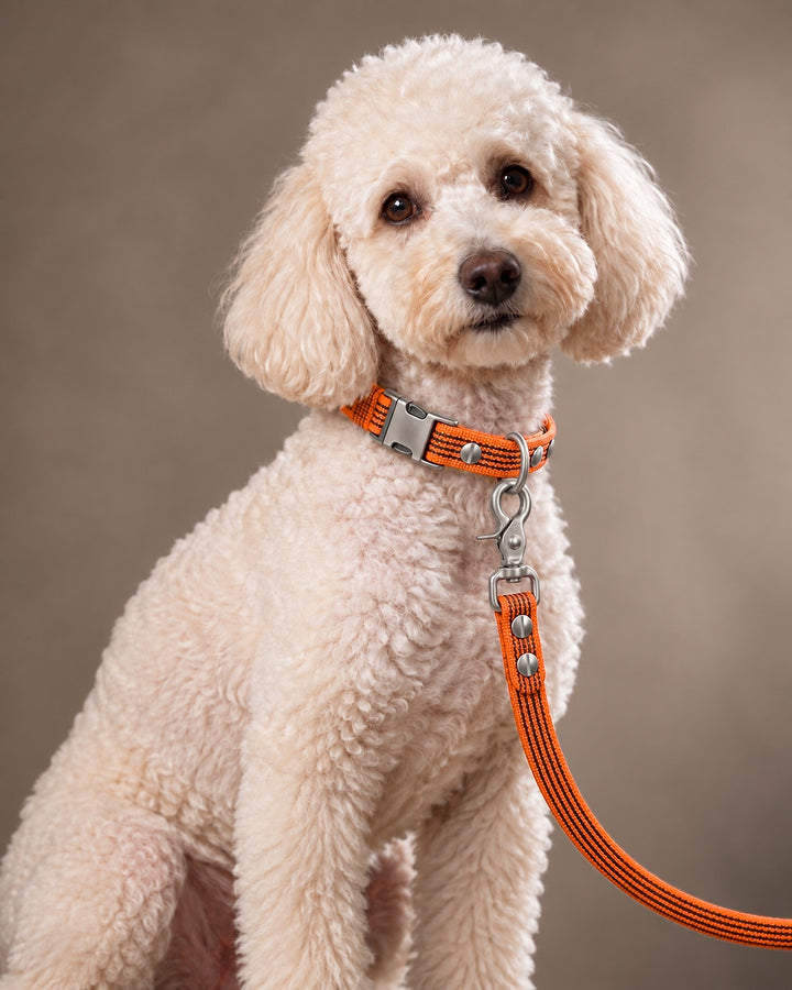 Leash BASIC, Orange / Stainless Steel, an einem Hund