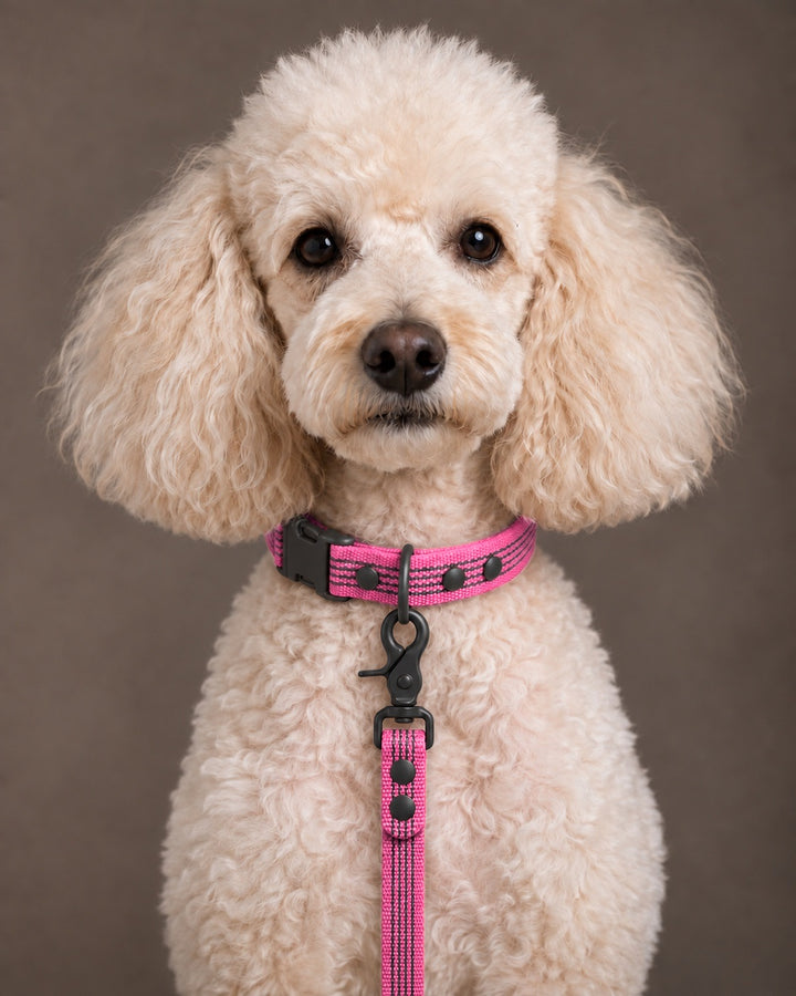 Leash BASIC, Pink / Black, an einem Hund