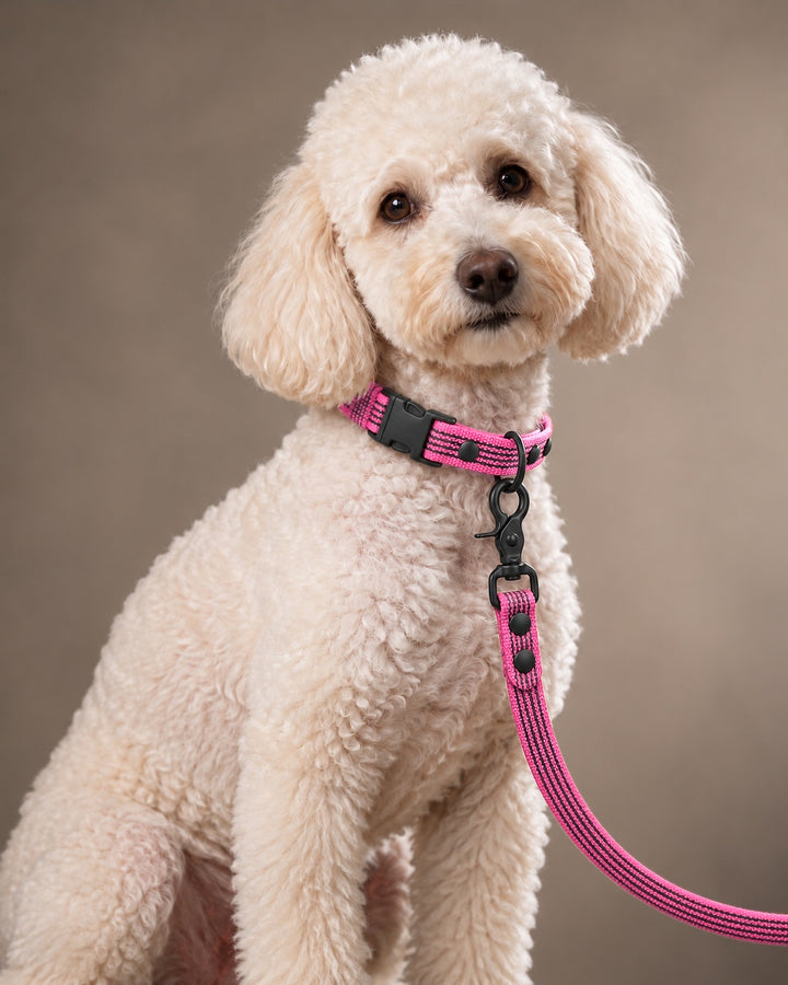 Leash BASIC, Pink / Black, an einem Hund