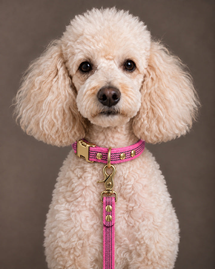 Leash BASIC, Pink / Brass, an einem Hund