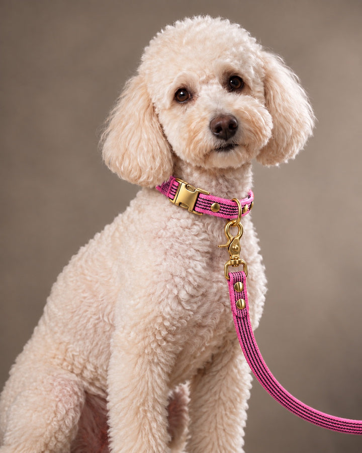 Leash BASIC, Pink / Brass, an einem Hund