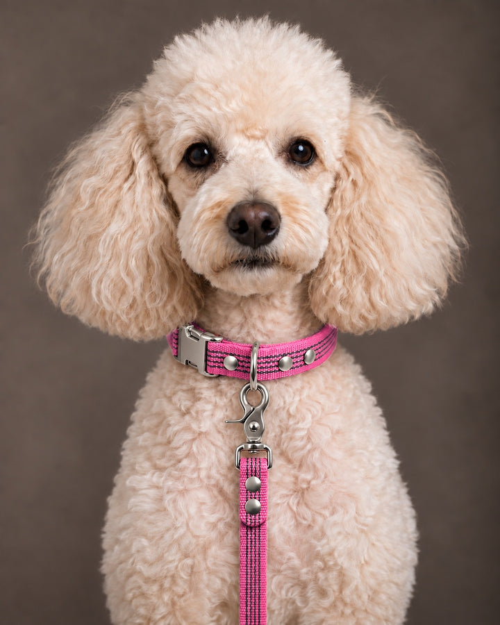 Leash BASIC, Pink / Silver, an einem Hund