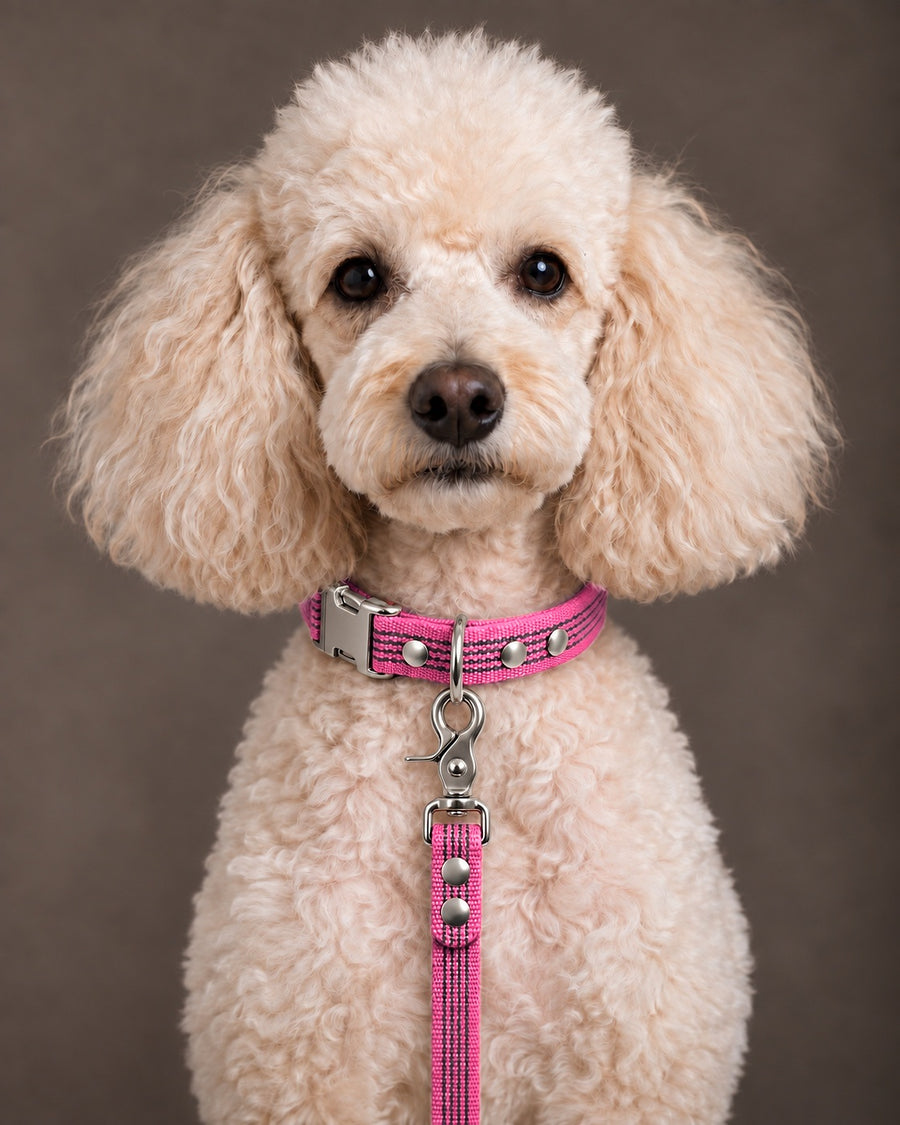 Leash BASIC, Pink / Silver, on a dog