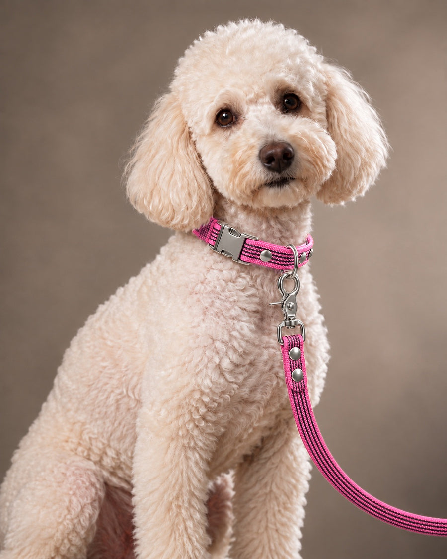 Leash BASIC, Pink / Silver, on a dog
