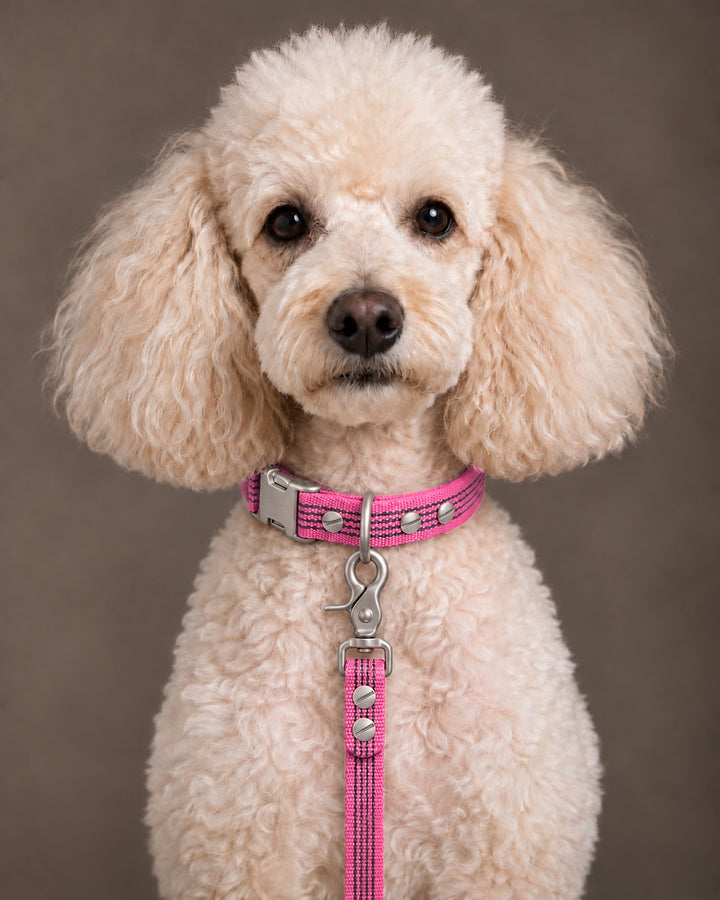 Leash BASIC, Pink / Stainless Steel, an einem Hund