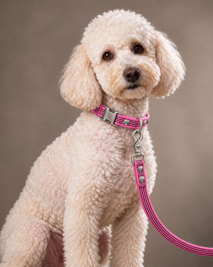 Leash BASIC, Pink / Stainless Steel, an einem Hund