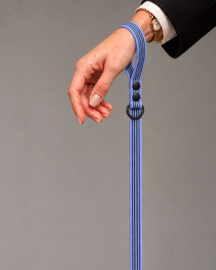 Leash BASIC, Purple / Black, an einem Hund