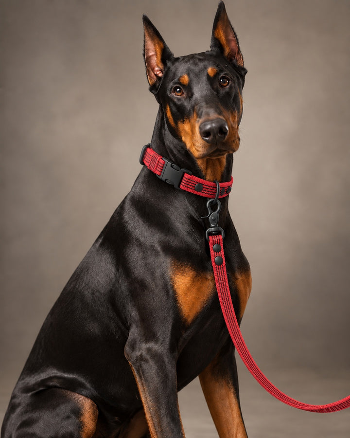 Leash BASIC, Red / Black, an einem Hund