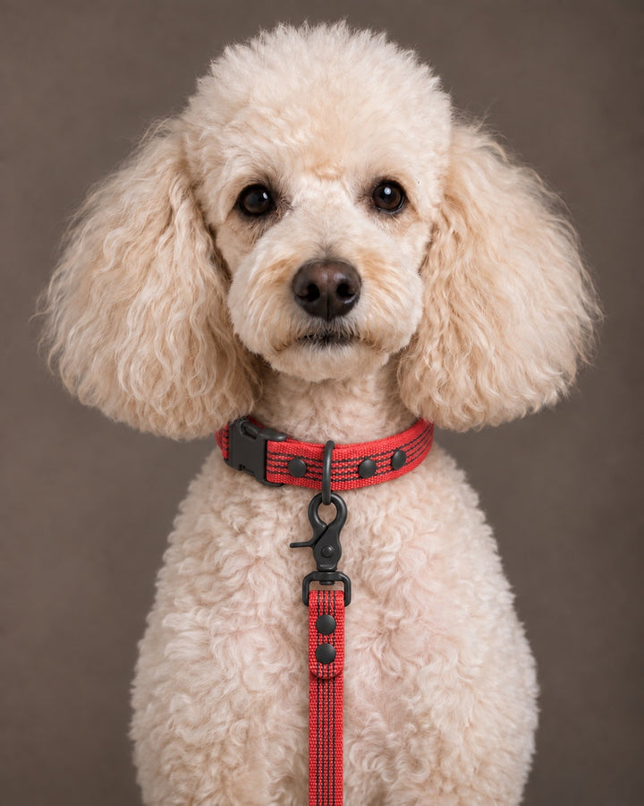 Leash BASIC, Red / Black, an einem Hund