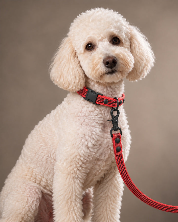 Leash BASIC, Red / Black, an einem Hund