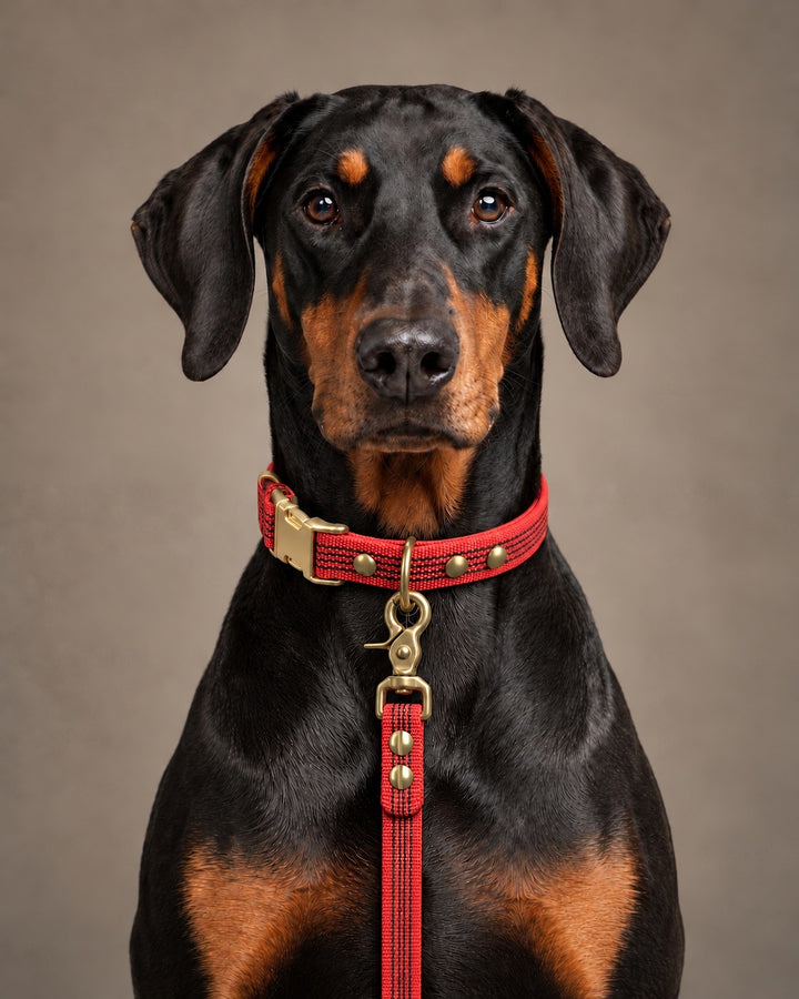 Leash BASIC, Red / Brass, an einem Hund