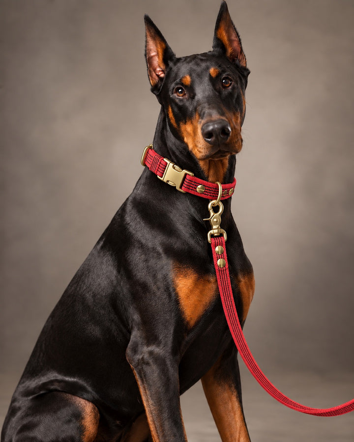 Leash BASIC, Red / Brass, an einem Hund