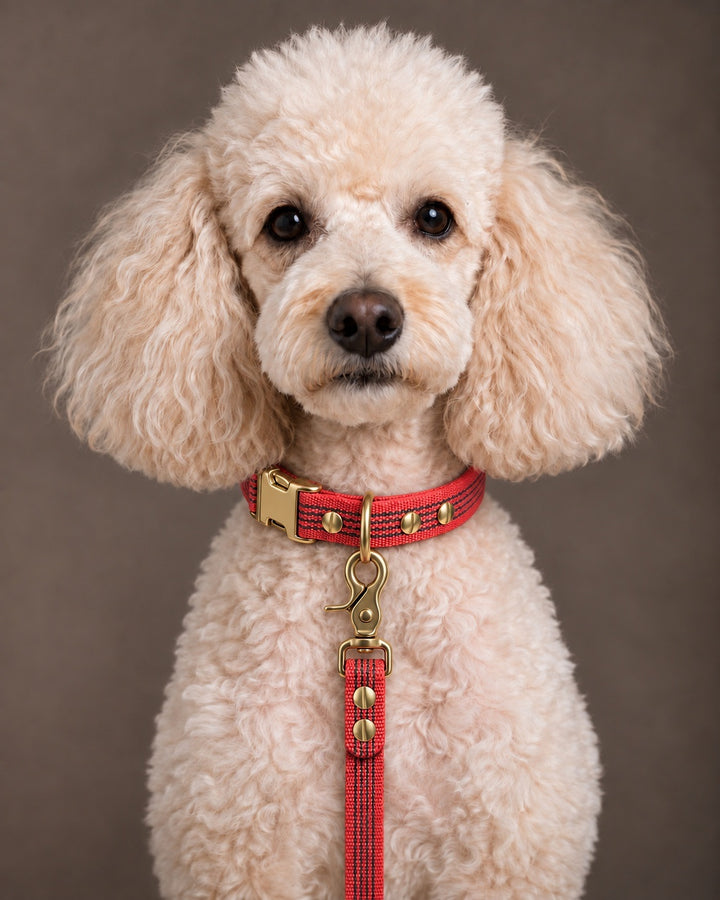 Leash BASIC, Red / Brass, an einem Hund