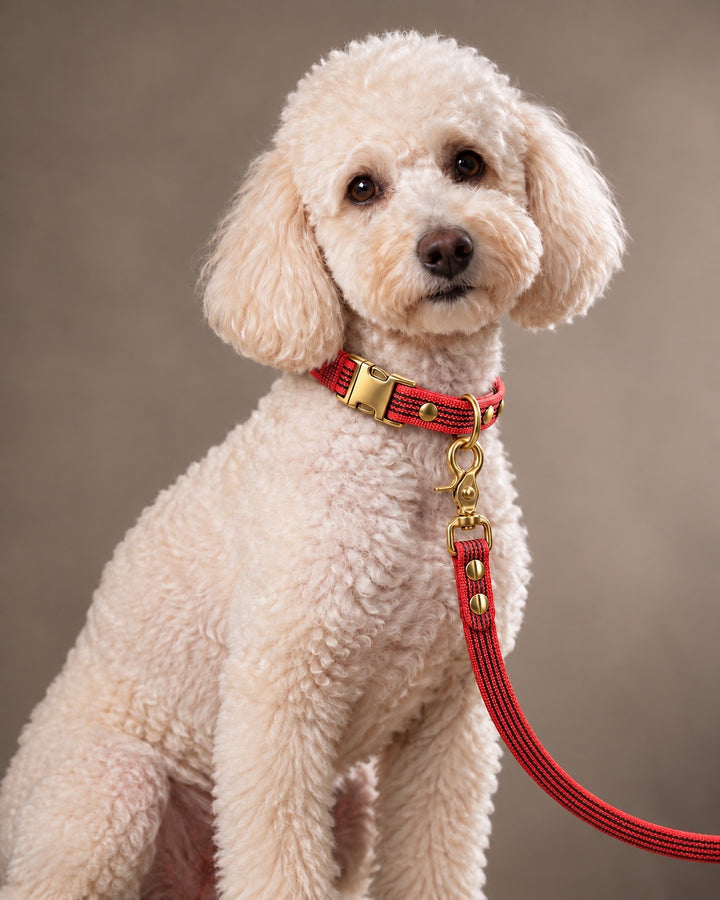Leash BASIC, Red / Brass, an einem Hund