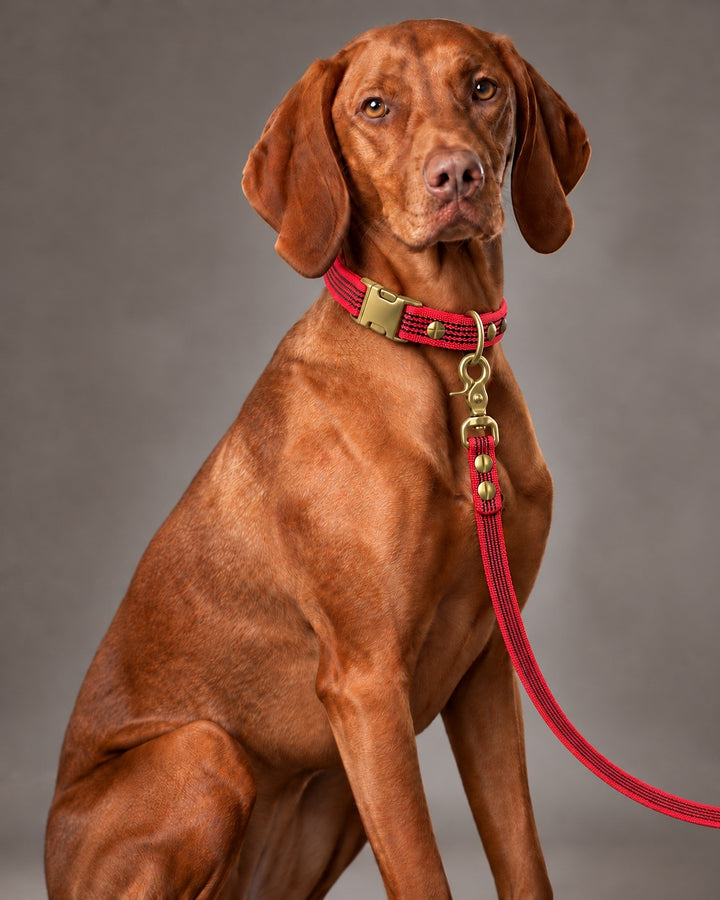 Leash BASIC, Red / Brass, an einem Hund