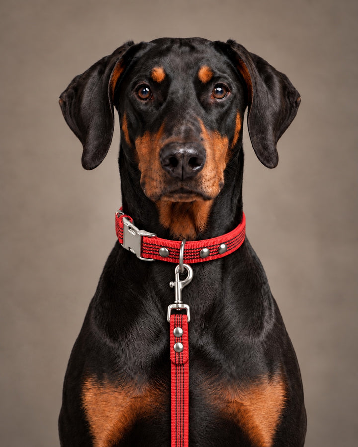 Leash BASIC, Red / Silver, an einem Hund