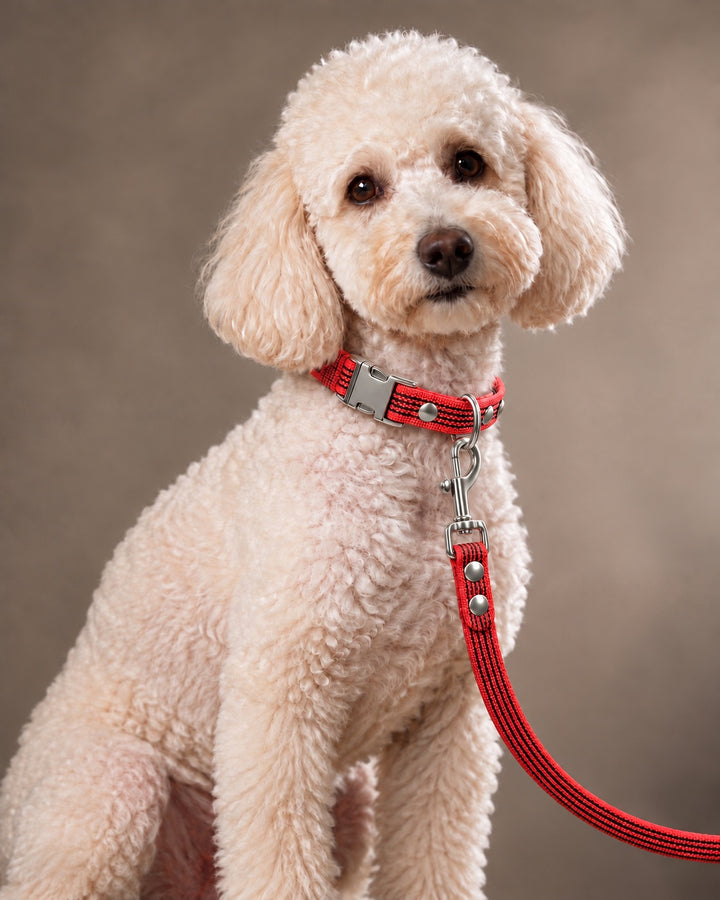 Leash BASIC, Red / Silver, an einem Hund