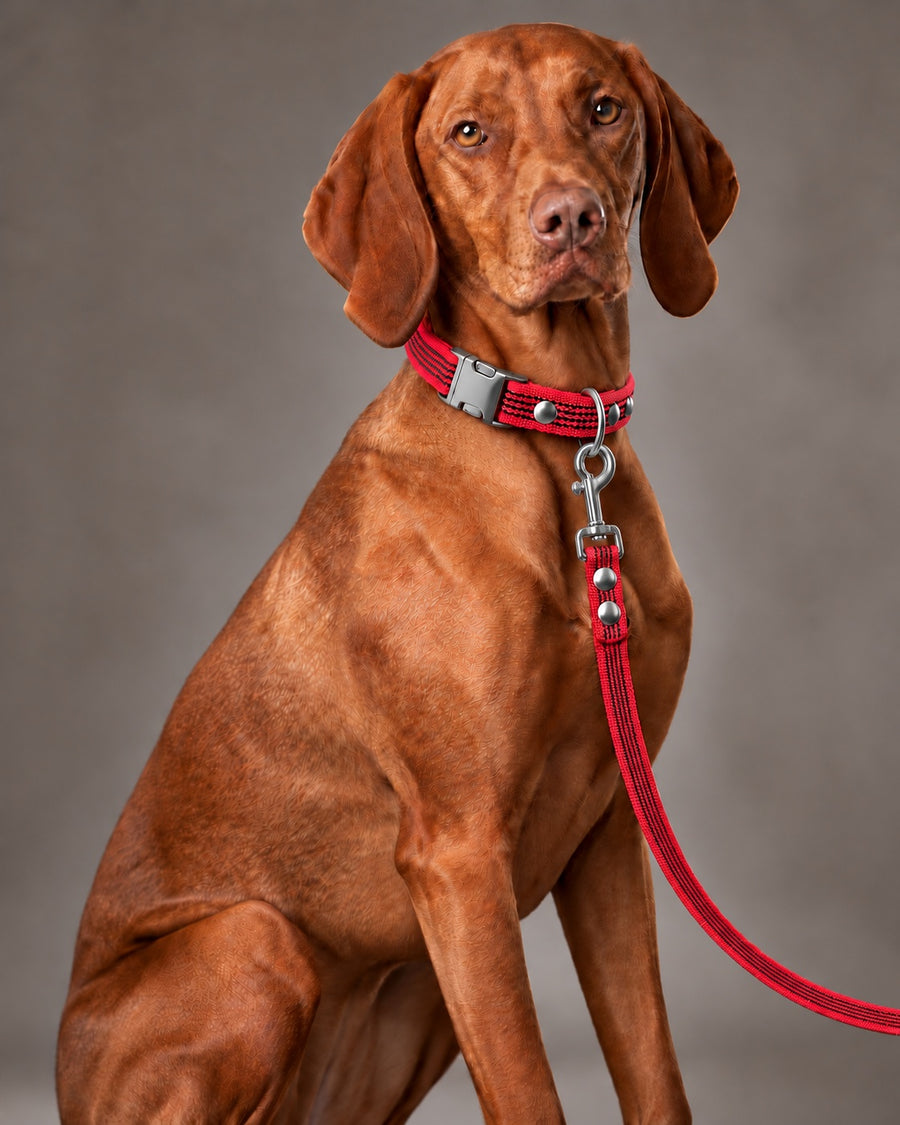 Leash BASIC, Red / Silver, on a dog