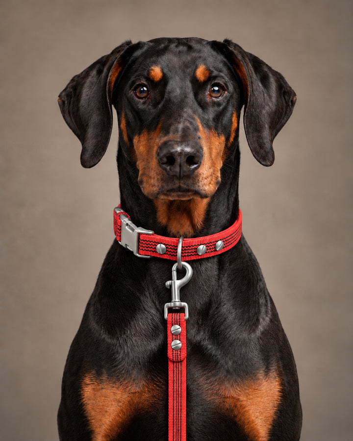 Leash BASIC, Red / Stainless Steel, an einem Hund