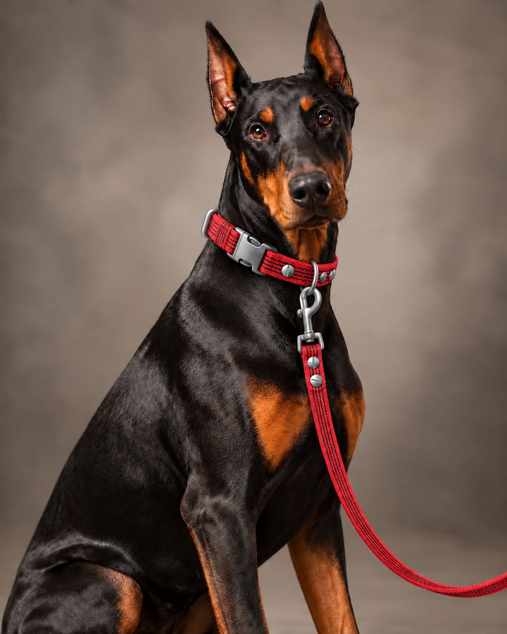 Leash BASIC, Red / Stainless Steel, an einem Hund