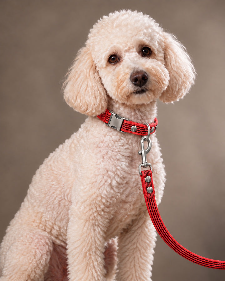 Leash BASIC, Red / Stainless Steel, an einem Hund