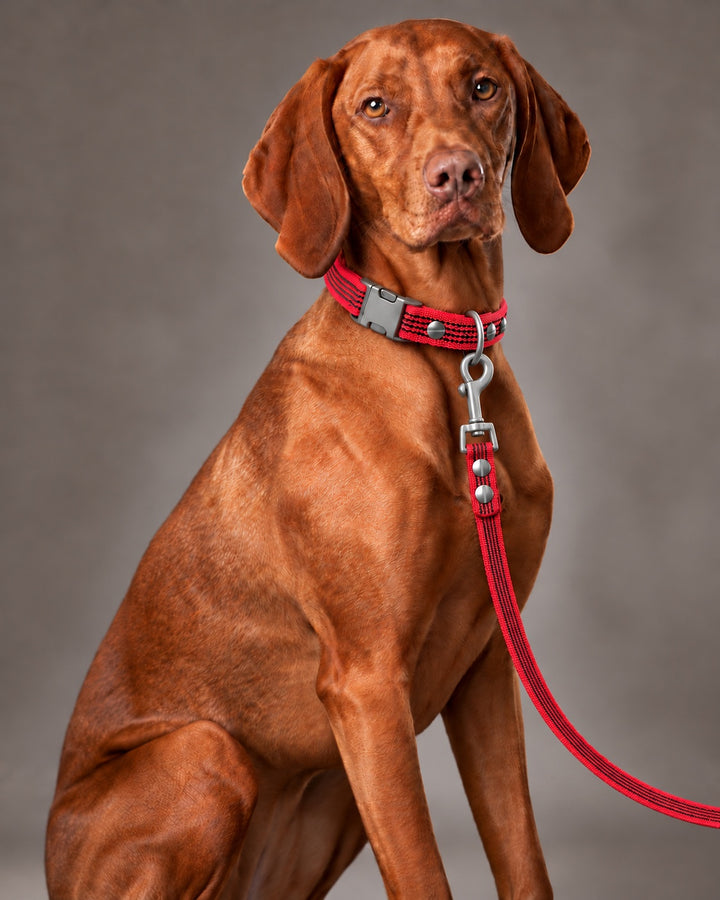 Leash BASIC, Red / Stainless Steel, an einem Hund