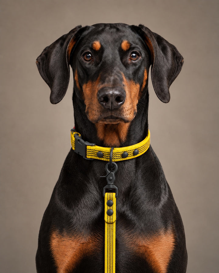 Leash BASIC, Yellow / Black, an einem Hund
