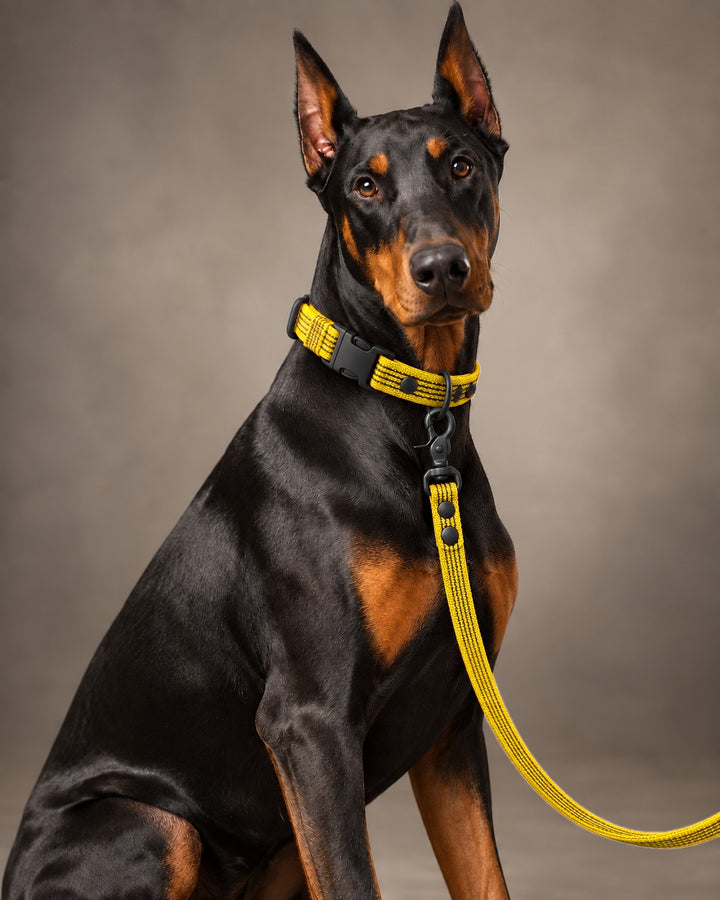 Leash BASIC, Yellow / Black, an einem Hund
