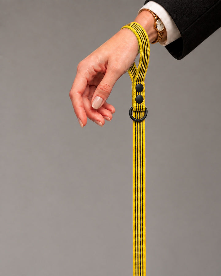 Leash BASIC, Yellow / Black, an einem Hund