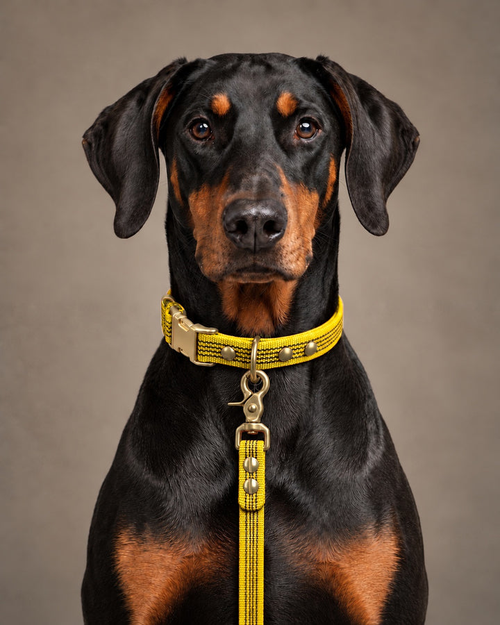 Leash BASIC, Yellow / Brass, an einem Hund