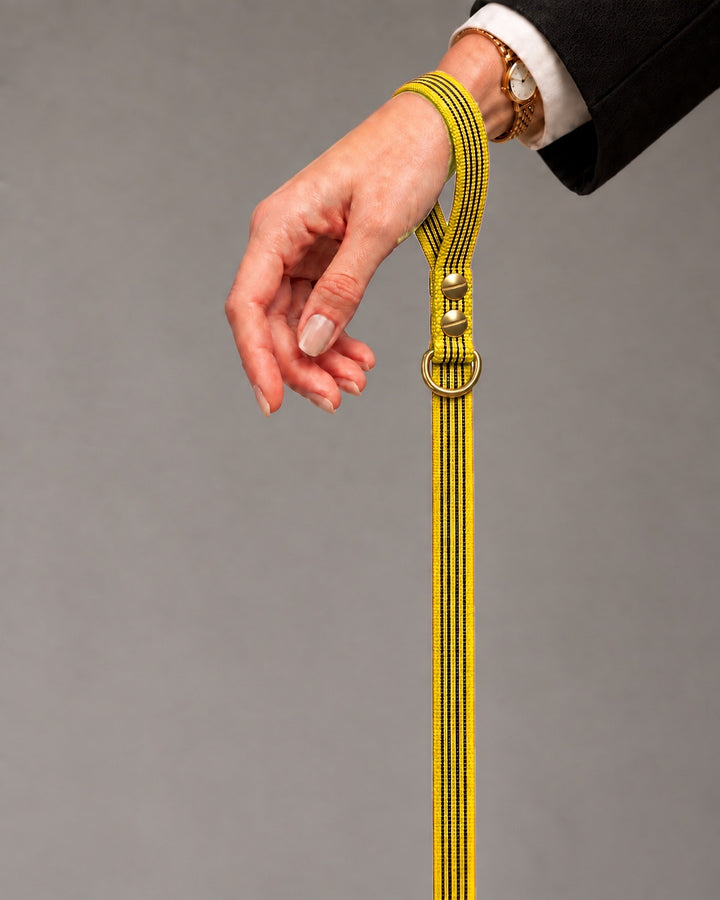 Leash BASIC, Yellow / Brass, an einem Hund