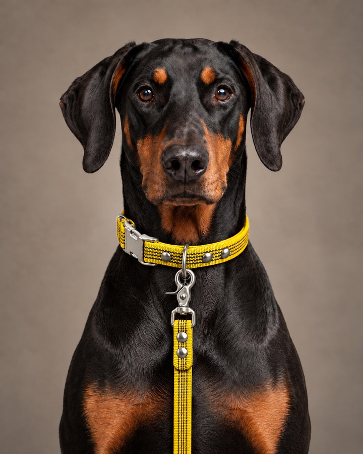 Leash BASIC, Yellow / Silver, an einem Hund