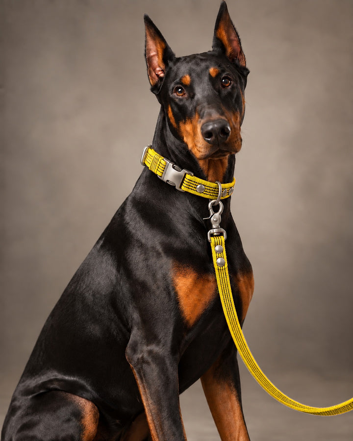 Leash BASIC, Yellow / Silver, an einem Hund