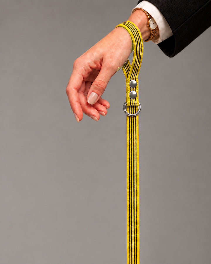 Leash BASIC, Yellow / Silver, an einem Hund