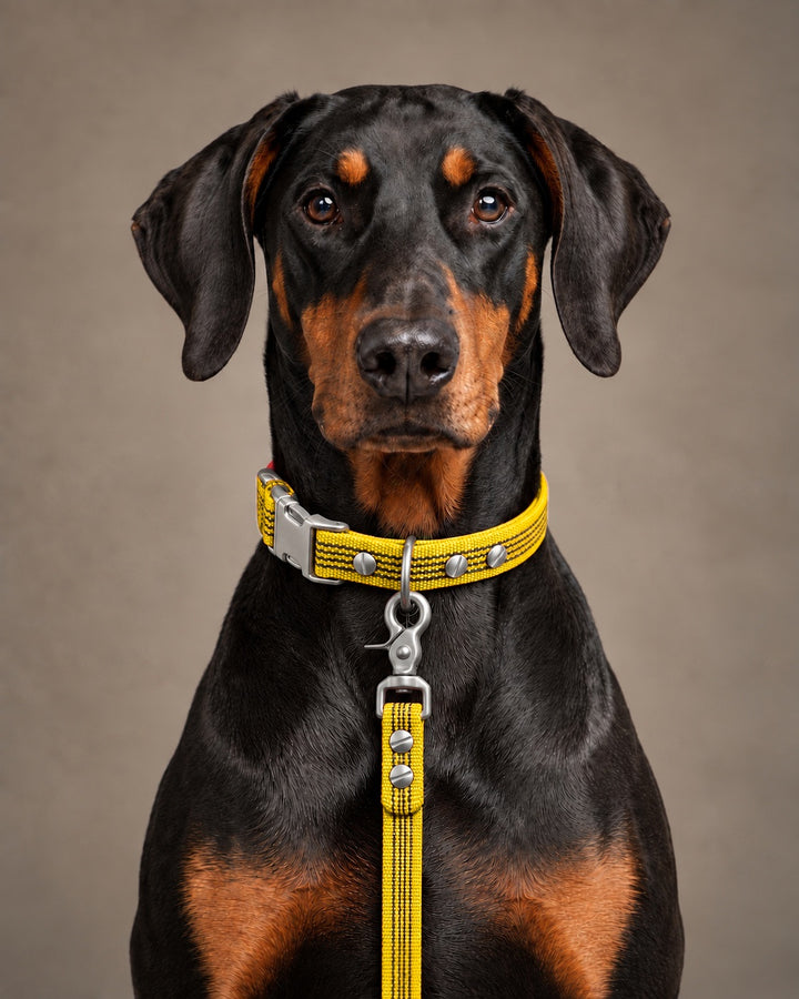 Leash BASIC, Yellow / Stainless Steel, an einem Hund