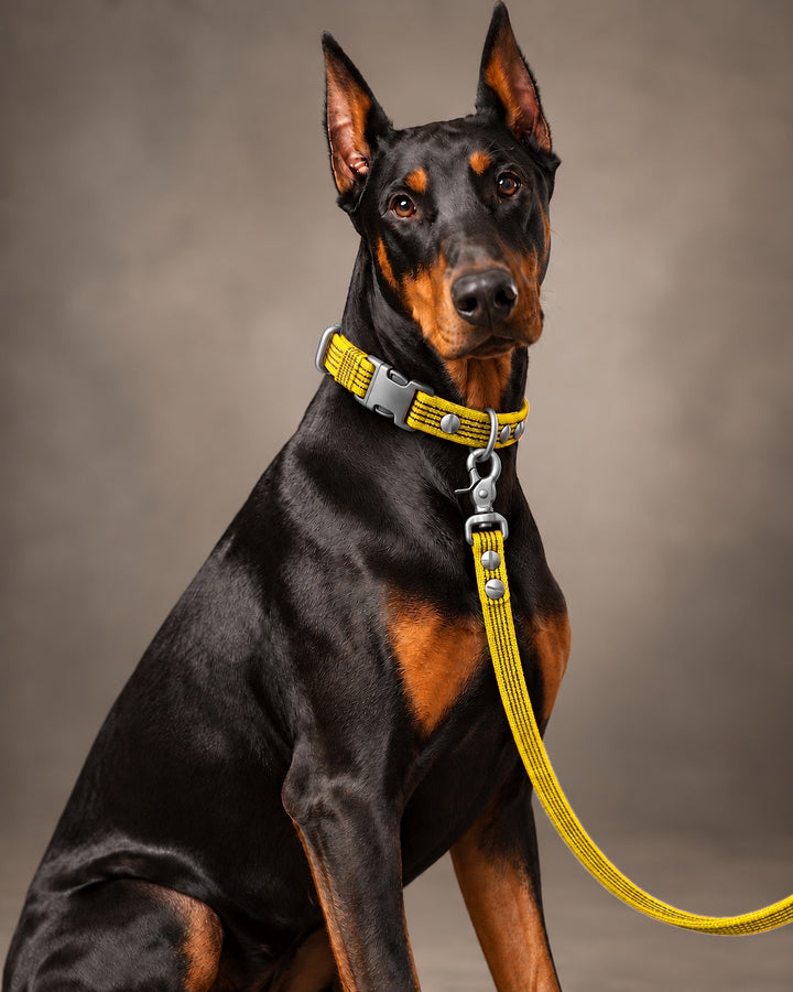 Leash BASIC, Yellow / Stainless Steel, an einem Hund