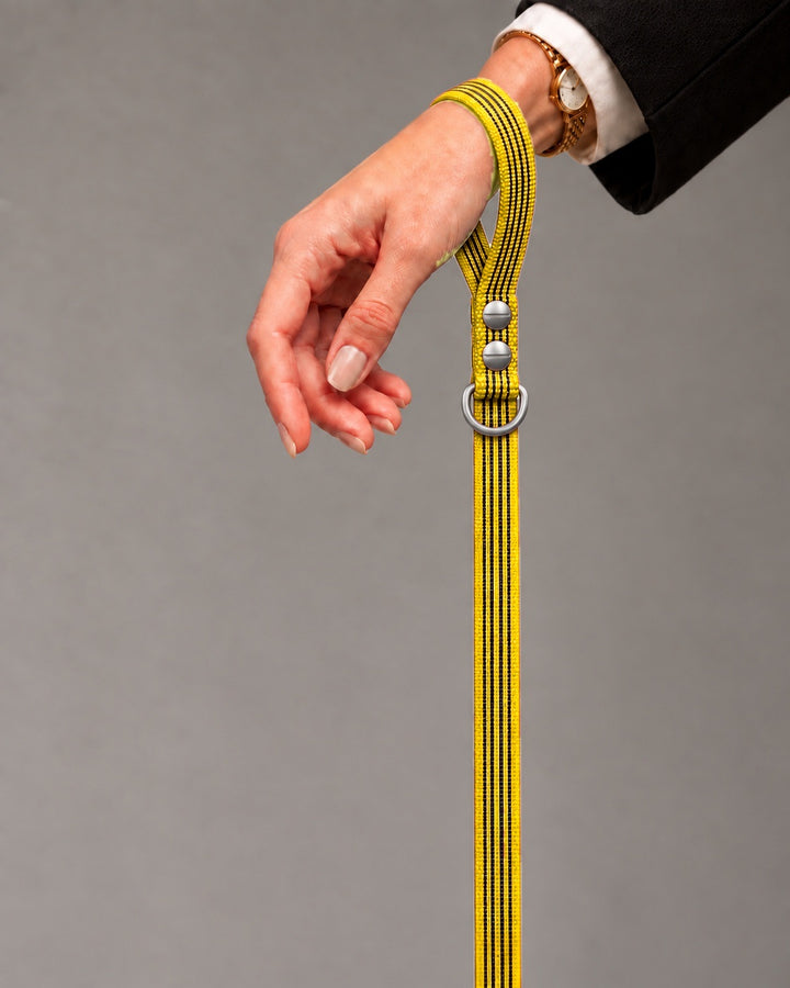 Leash BASIC, Yellow / Stainless Steel, an einem Hund