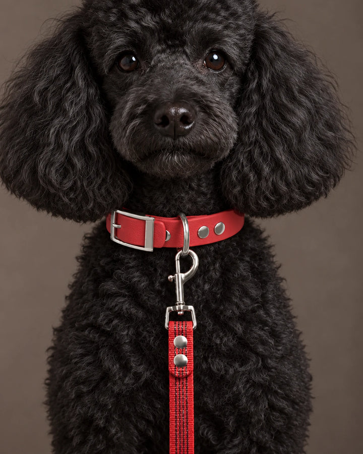 Collar MONO, Red / Silver, on a dog