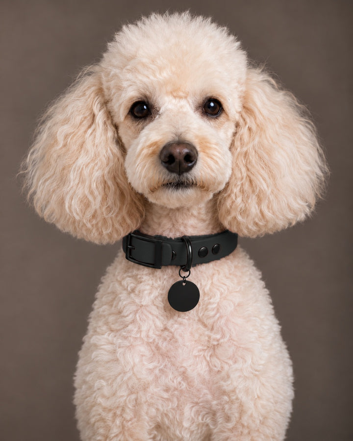 Collar MONO, Black / Black, on a dog