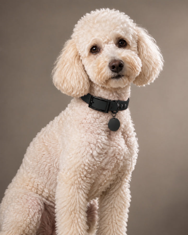 Collar MONO, Black / Black, on a dog