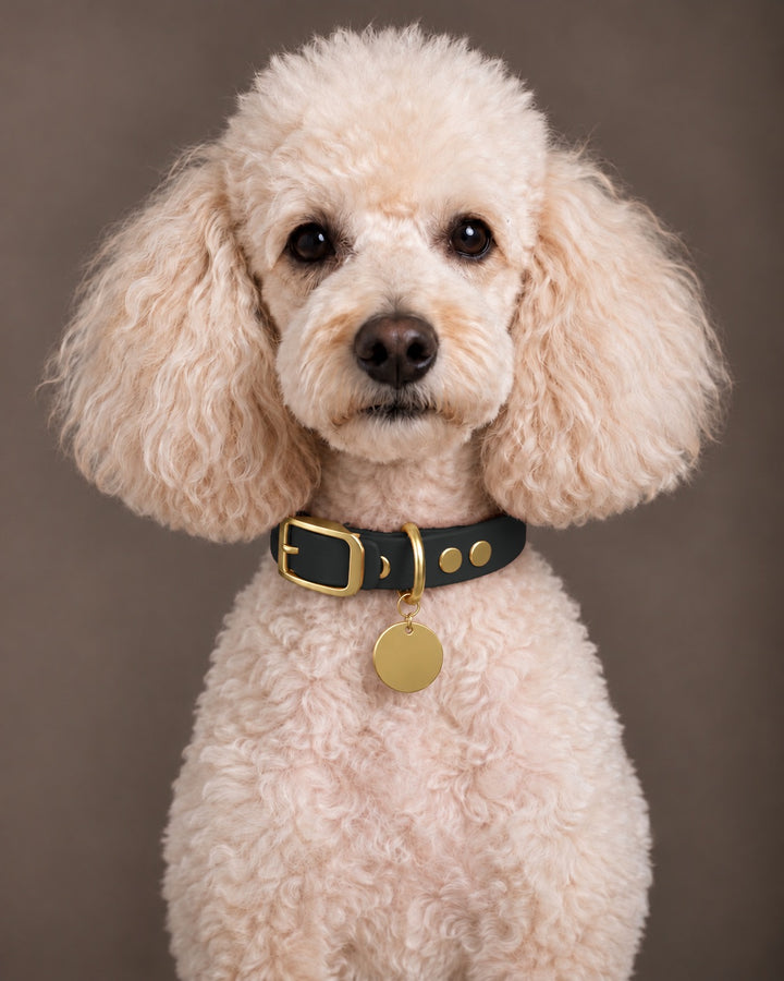 Collar MONO, Black / Brass, an einem Hund